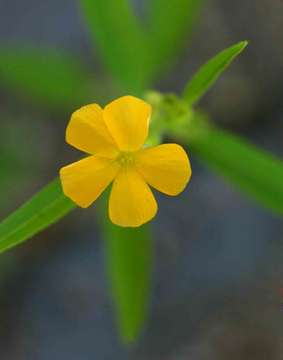 Image of Streptopetalum