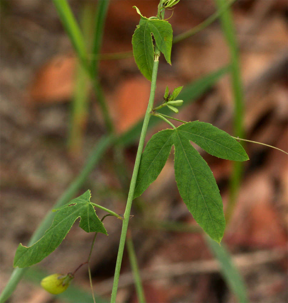 Basananthe hanningtoniana (Mast.) de Wilde的圖片