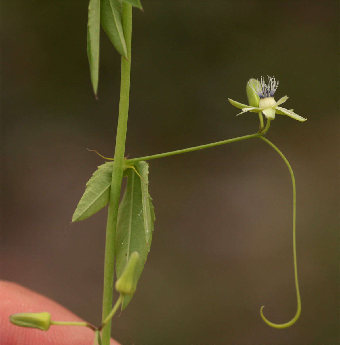 Basananthe hanningtoniana (Mast.) de Wilde的圖片