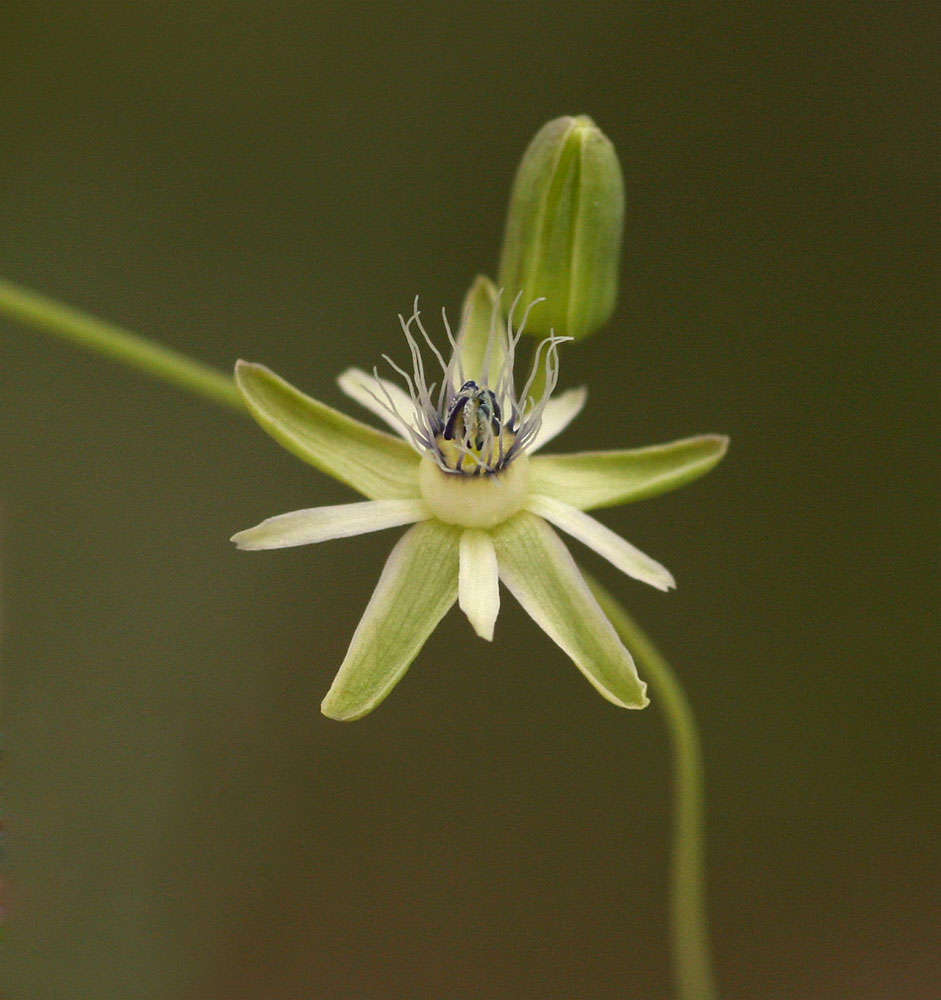 صورة Basananthe hanningtoniana (Mast.) de Wilde