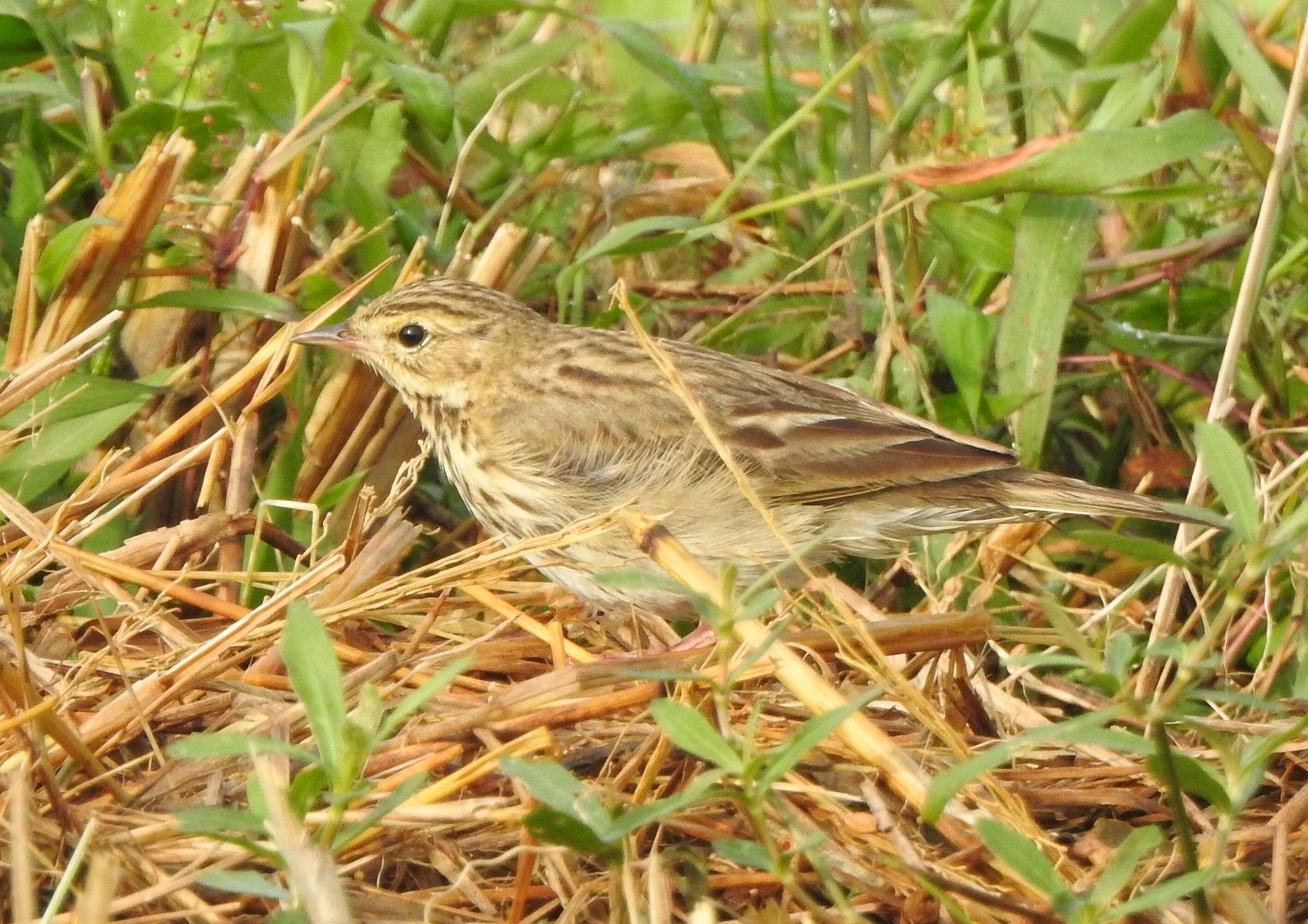 Image of Tree Pipit