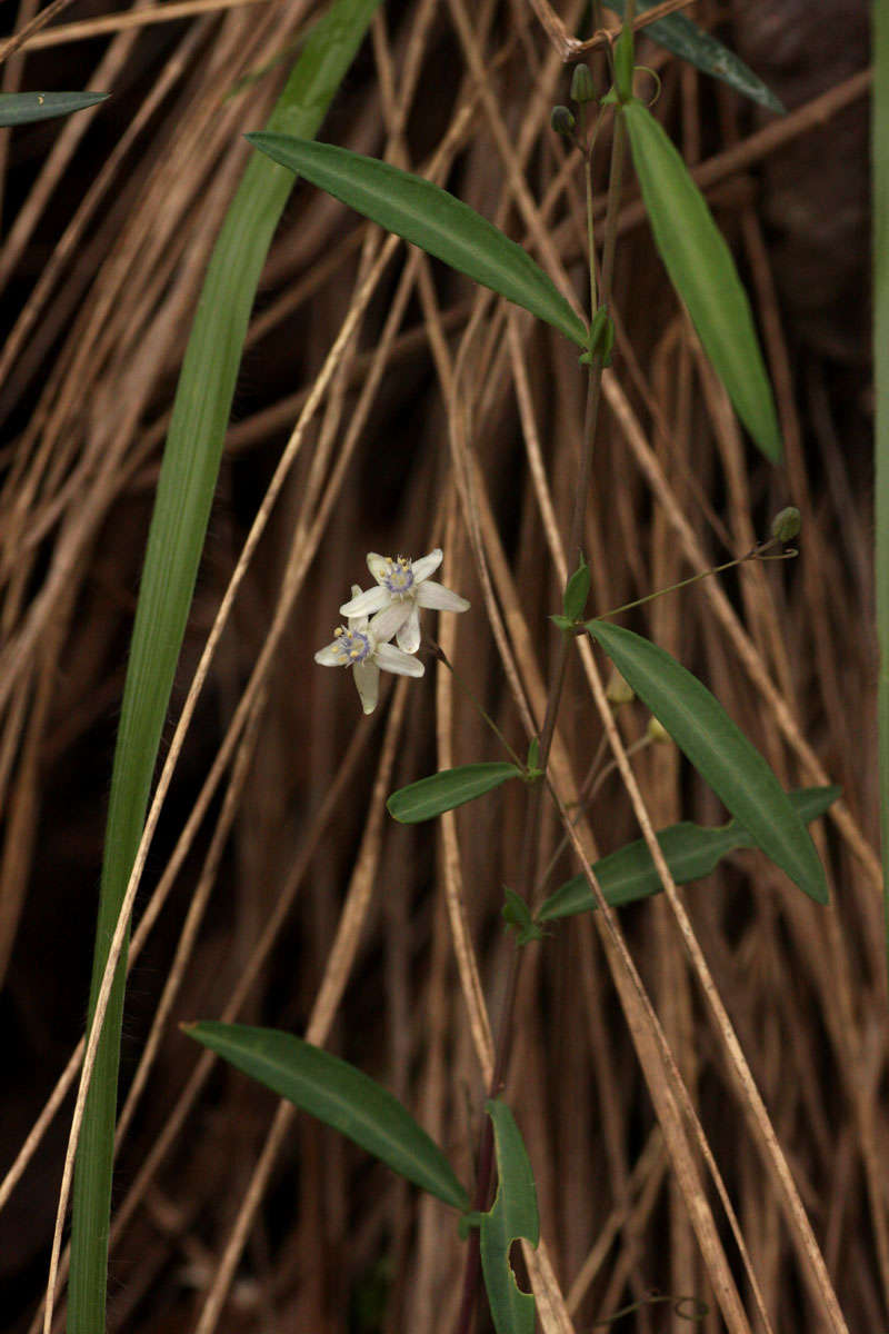 Basananthe pseudostipulata de Wilde的圖片