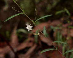 Basananthe pseudostipulata de Wilde的圖片