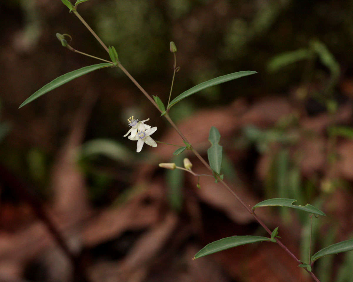 Basananthe pseudostipulata de Wilde的圖片