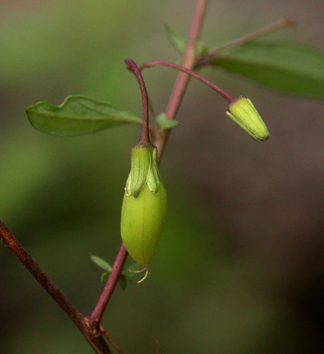 Basananthe pseudostipulata de Wilde的圖片