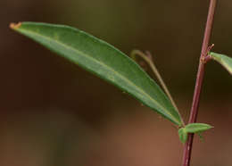 Imagem de Basananthe pseudostipulata de Wilde