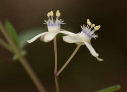 Basananthe pseudostipulata de Wilde的圖片