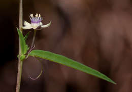 Basananthe pseudostipulata de Wilde的圖片