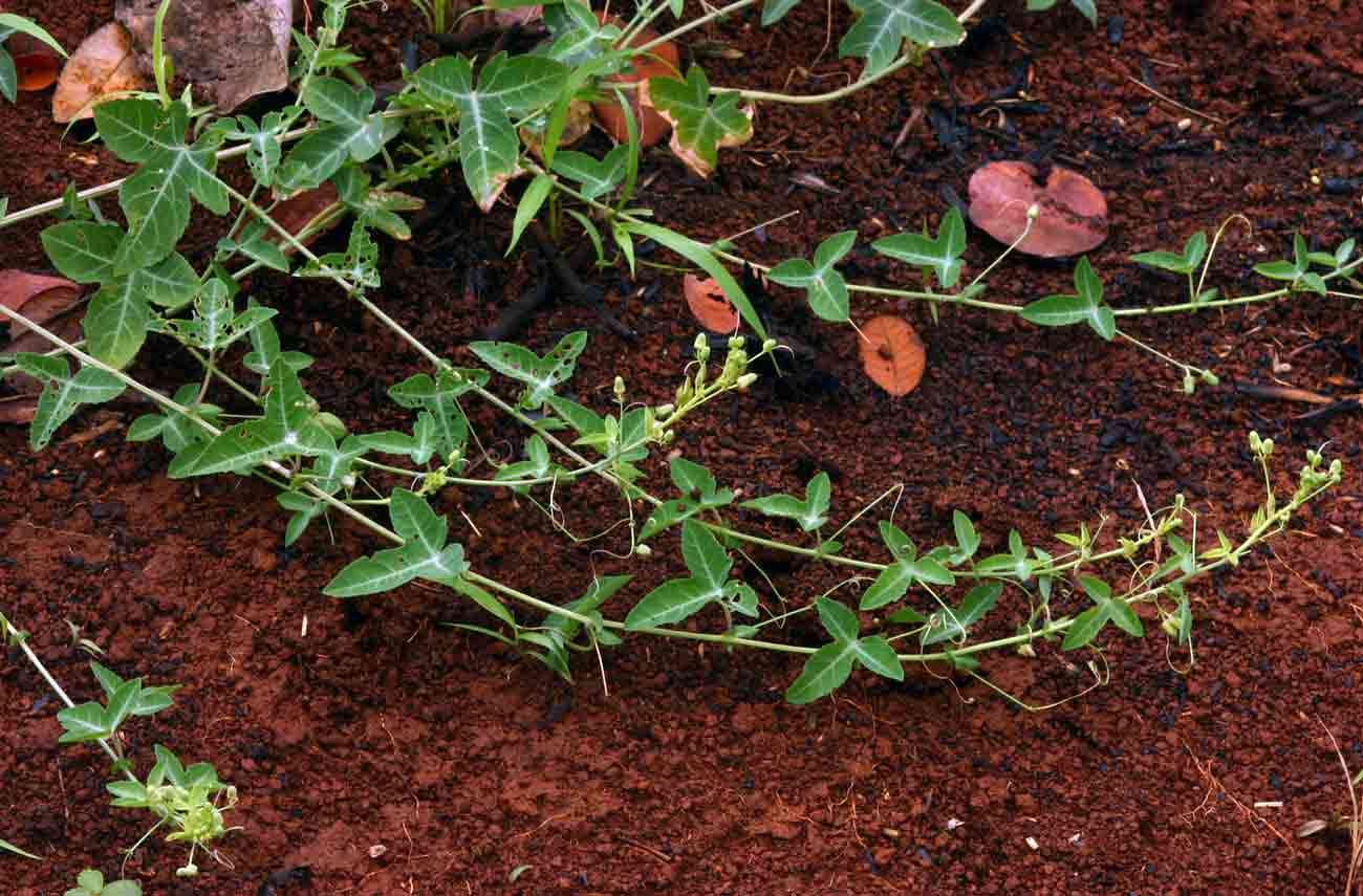 Imagem de Basananthe triloba (Bolus) de Wilde