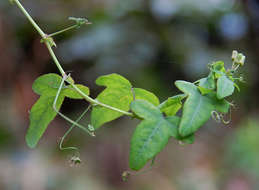 Imagem de Basananthe triloba (Bolus) de Wilde