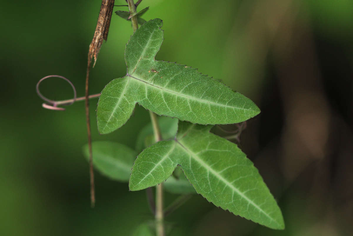 Basananthe triloba (Bolus) de Wilde的圖片