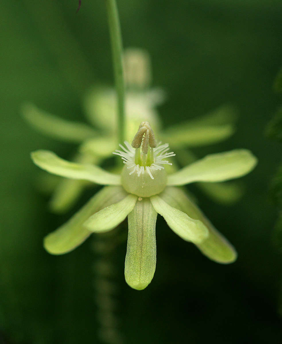 Basananthe triloba (Bolus) de Wilde的圖片