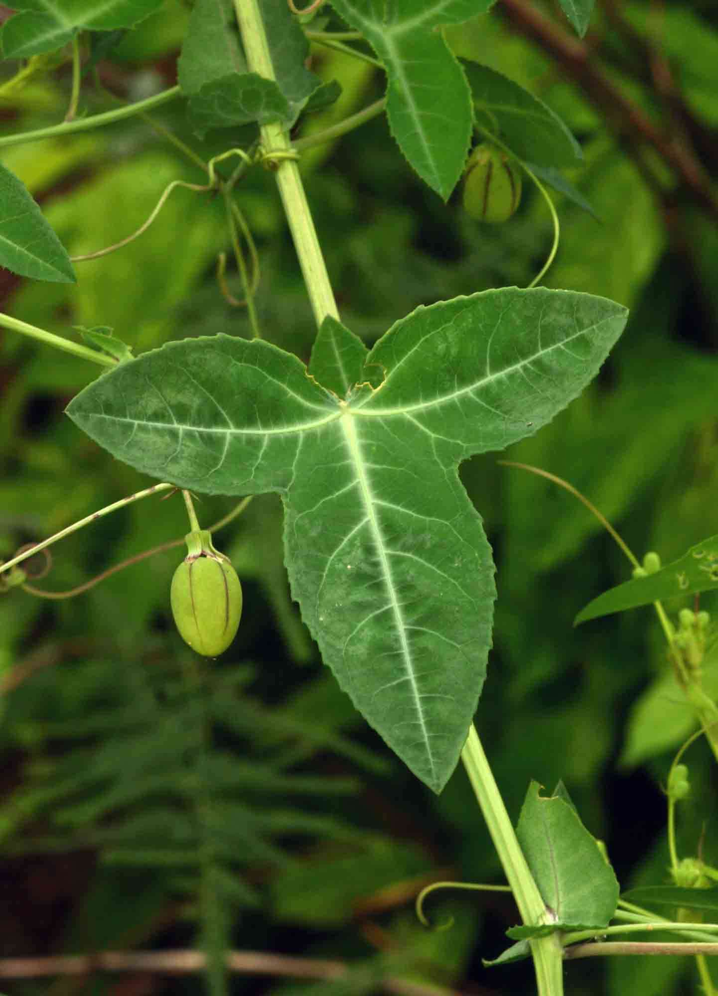 Basananthe triloba (Bolus) de Wilde的圖片