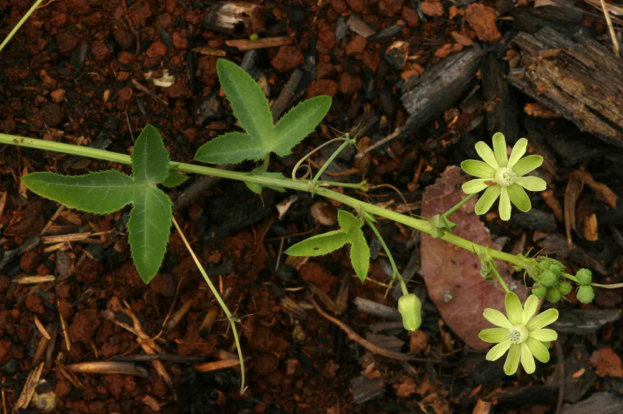 Basananthe triloba (Bolus) de Wilde的圖片