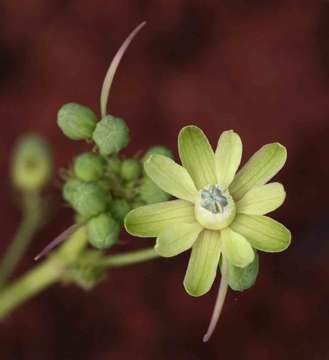 Basananthe triloba (Bolus) de Wilde的圖片