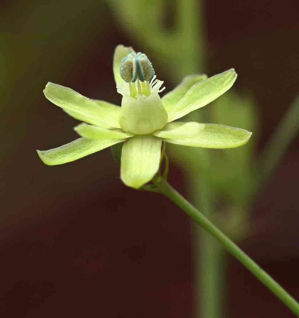 Imagem de Basananthe triloba (Bolus) de Wilde