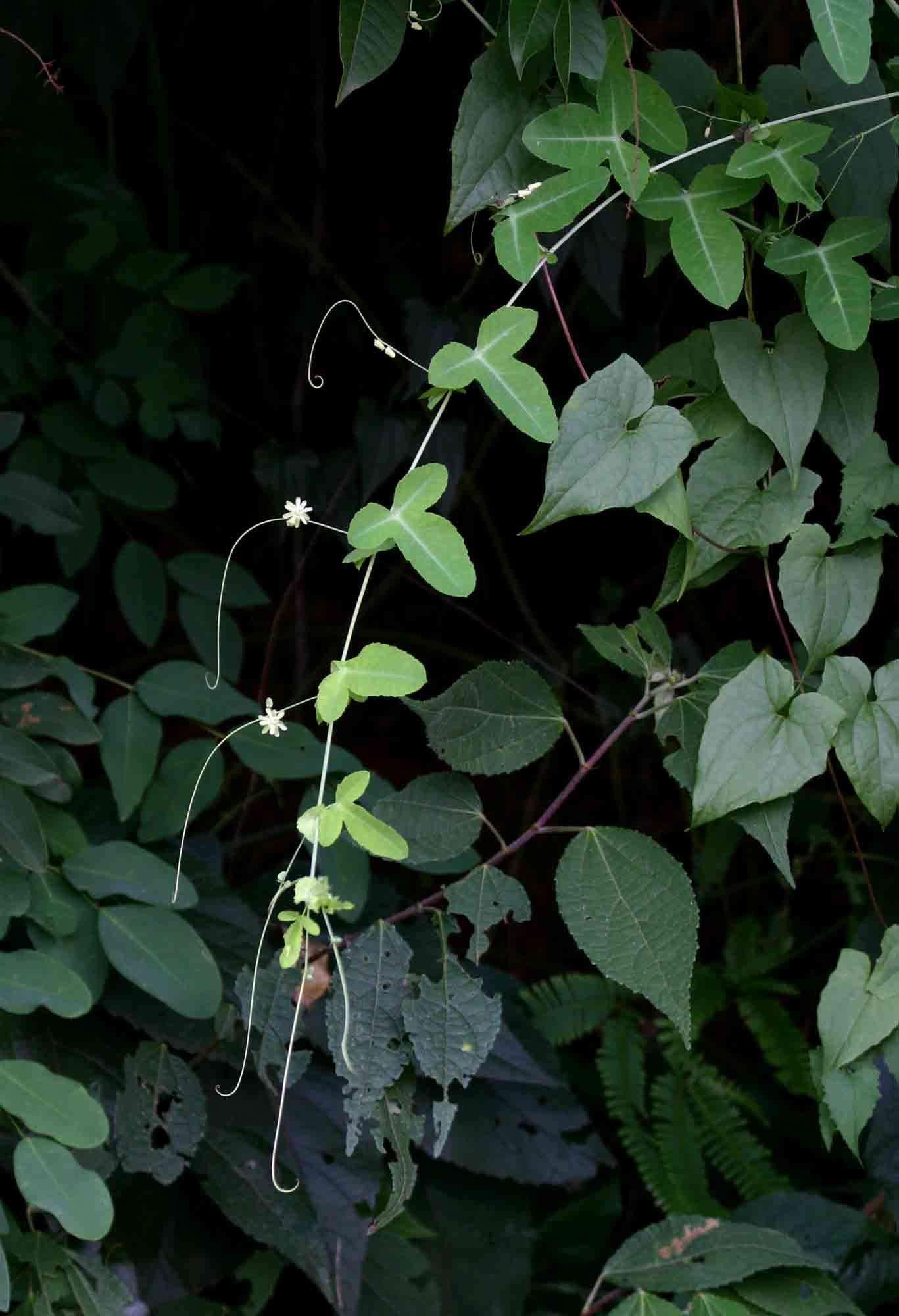 Imagem de Basananthe triloba (Bolus) de Wilde