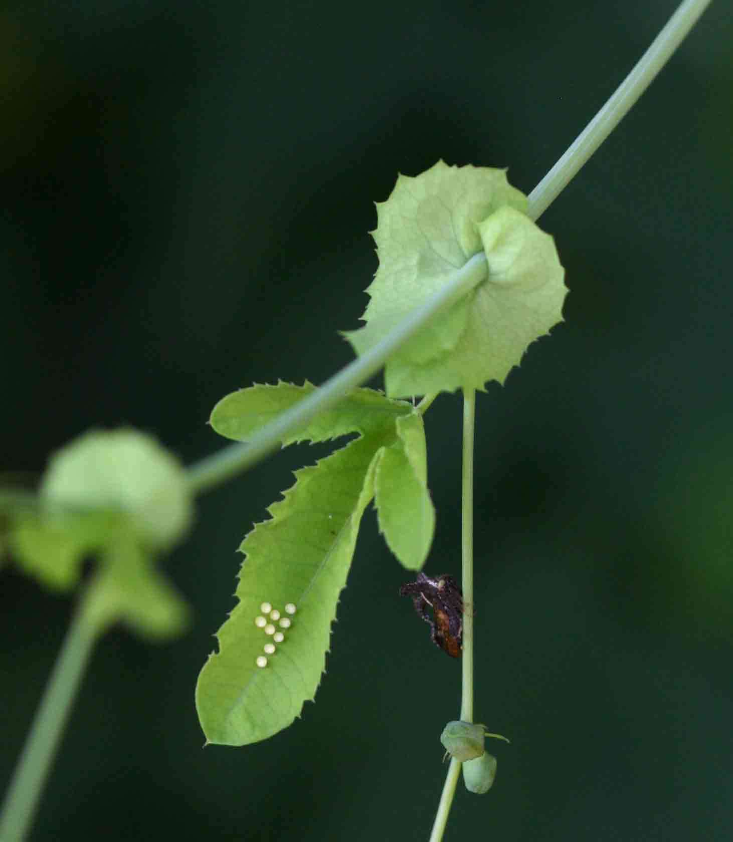 Imagem de Basananthe triloba (Bolus) de Wilde