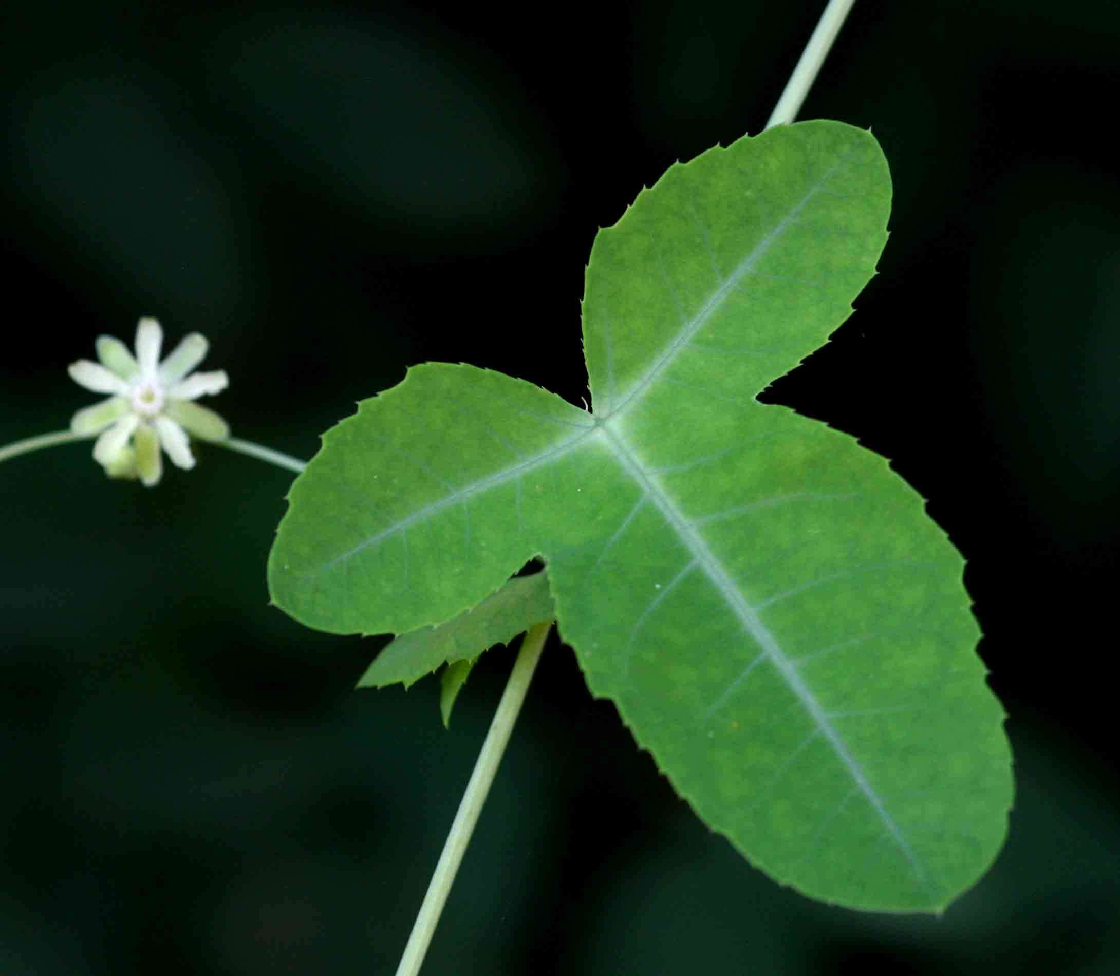 Basananthe triloba (Bolus) de Wilde的圖片