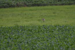 Image of Scissor-tailed Flycatcher