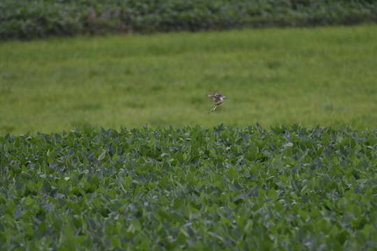 Image of Scissor-tailed Flycatcher