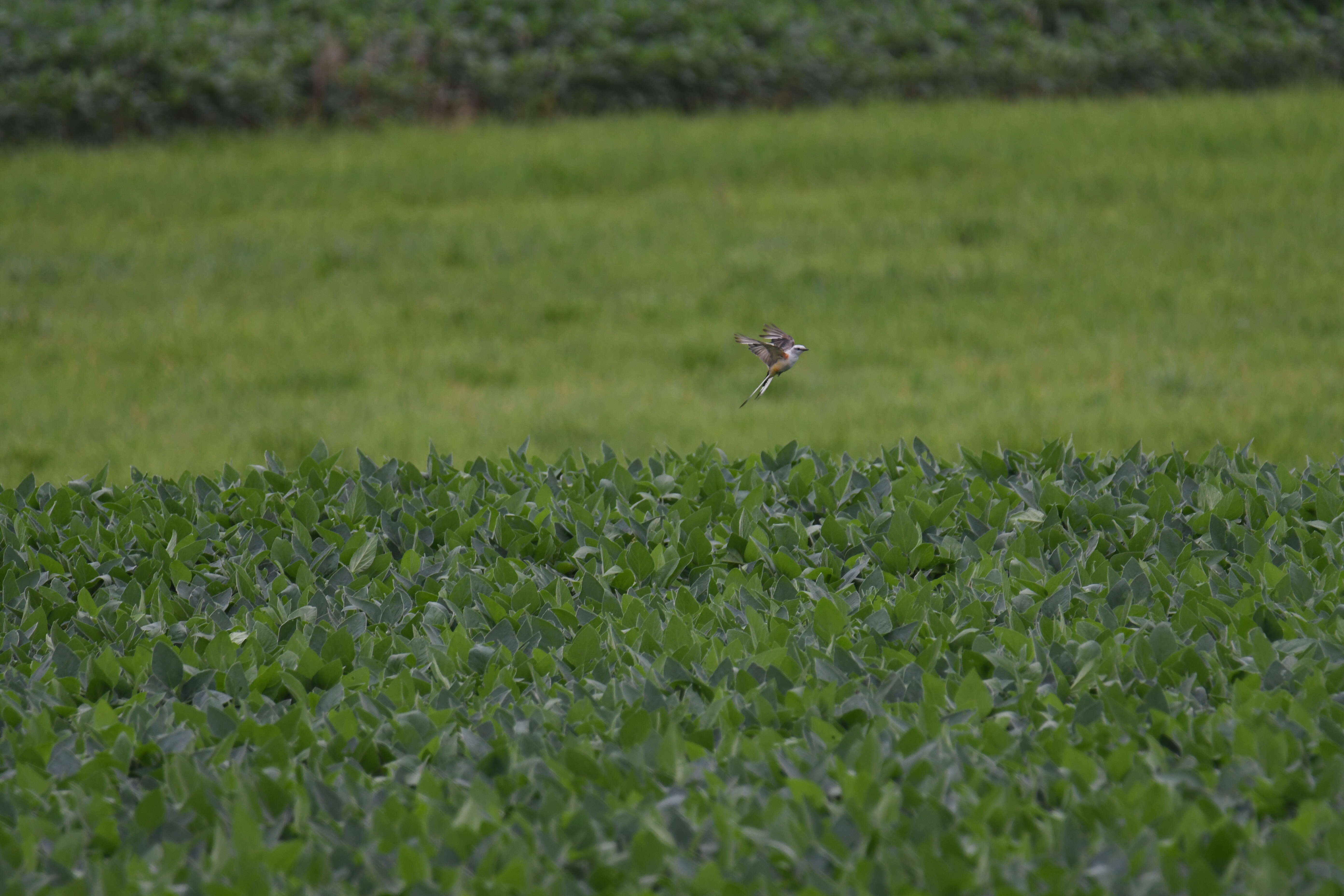 Image of Scissor-tailed Flycatcher