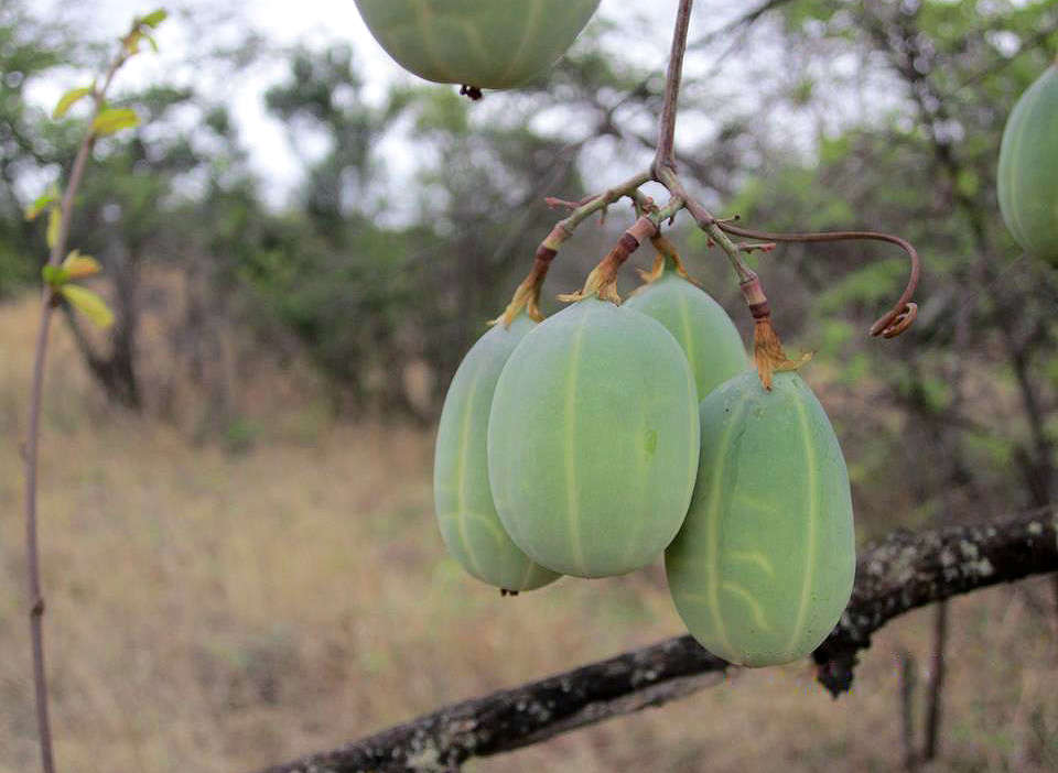 Image de Adenia