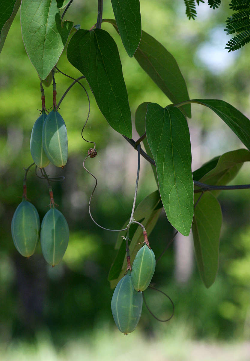 Image de Adenia