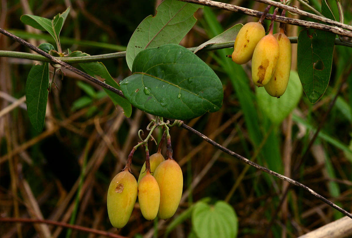 Image de Adenia