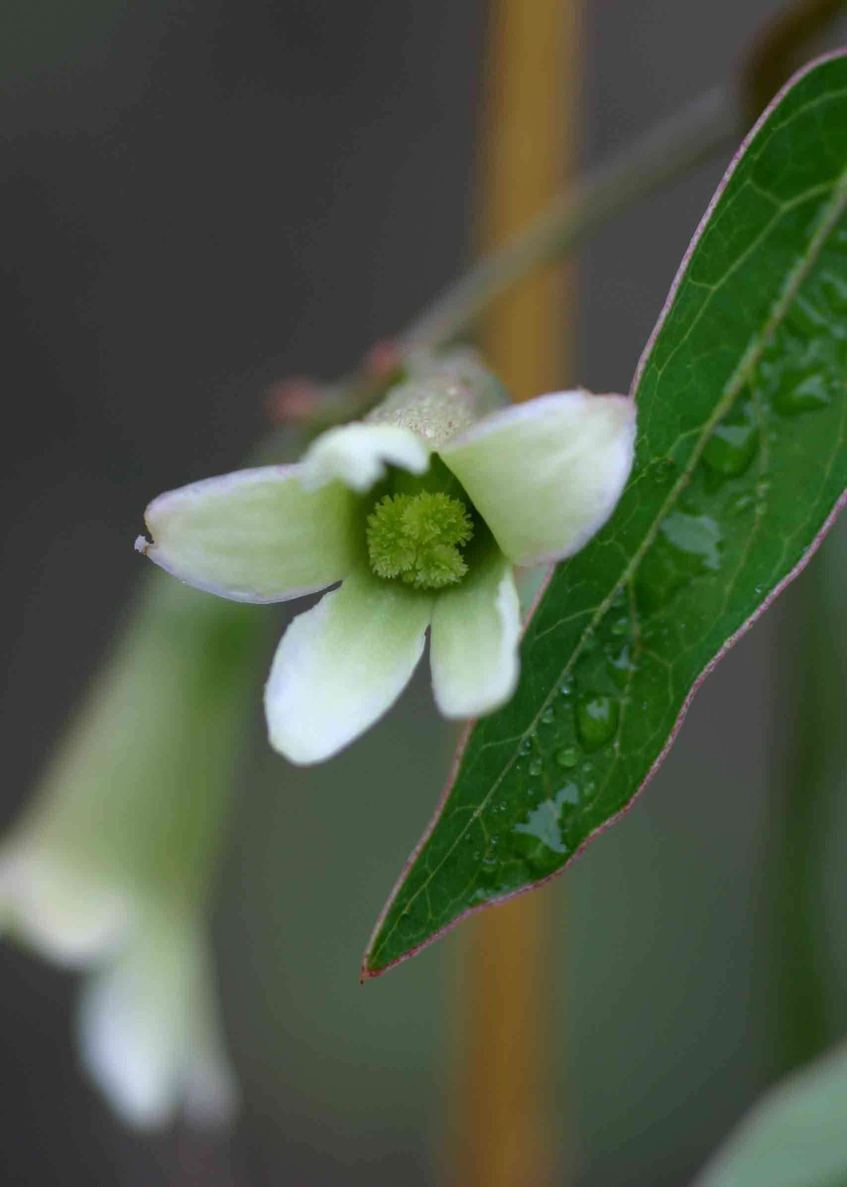 Image de Adenia