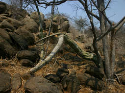 Image of desert rose