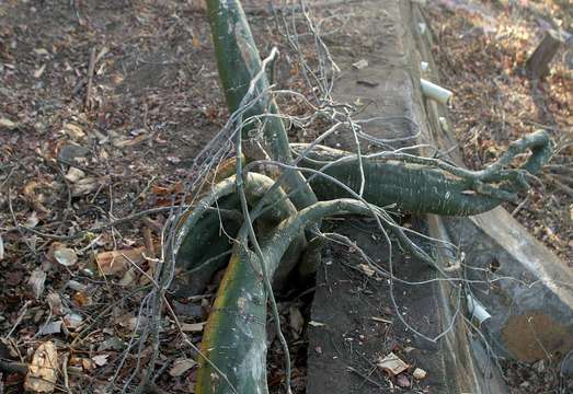 Image of desert rose