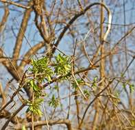 Sivun Adenia fruticosa Burtt Davy kuva