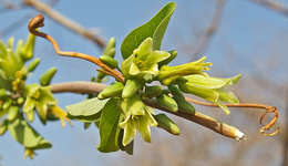 Image of desert rose