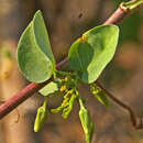 Image of Green-stem