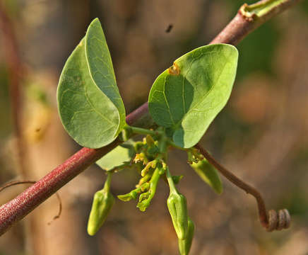 Imagem de Adenia fruticosa Burtt Davy