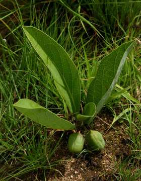 Image of Adenia goetzei Harms