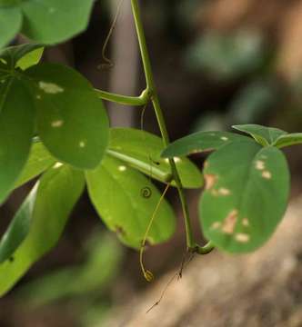 Imagem de Adenia karibaensis de Wilde