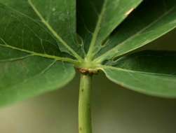 Imagem de Adenia karibaensis de Wilde