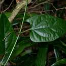 Image of Adenia lobata subsp. rumicifolia (Engl.) K. A. Lye