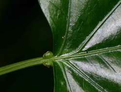 Image of Adenia lobata (Jacq.) Engl.