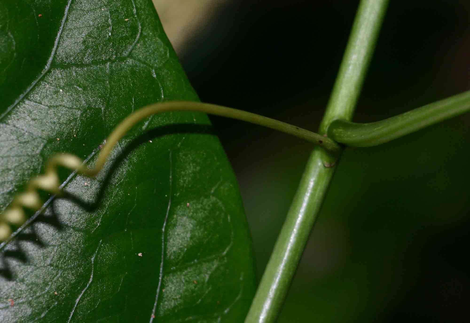 Sivun Adenia lobata (Jacq.) Engl. kuva