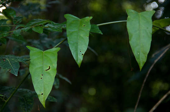 Image of Adenia lobata (Jacq.) Engl.