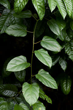 Image of Adenia lobata (Jacq.) Engl.