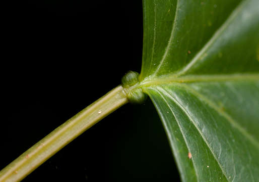 Image of Adenia lobata (Jacq.) Engl.