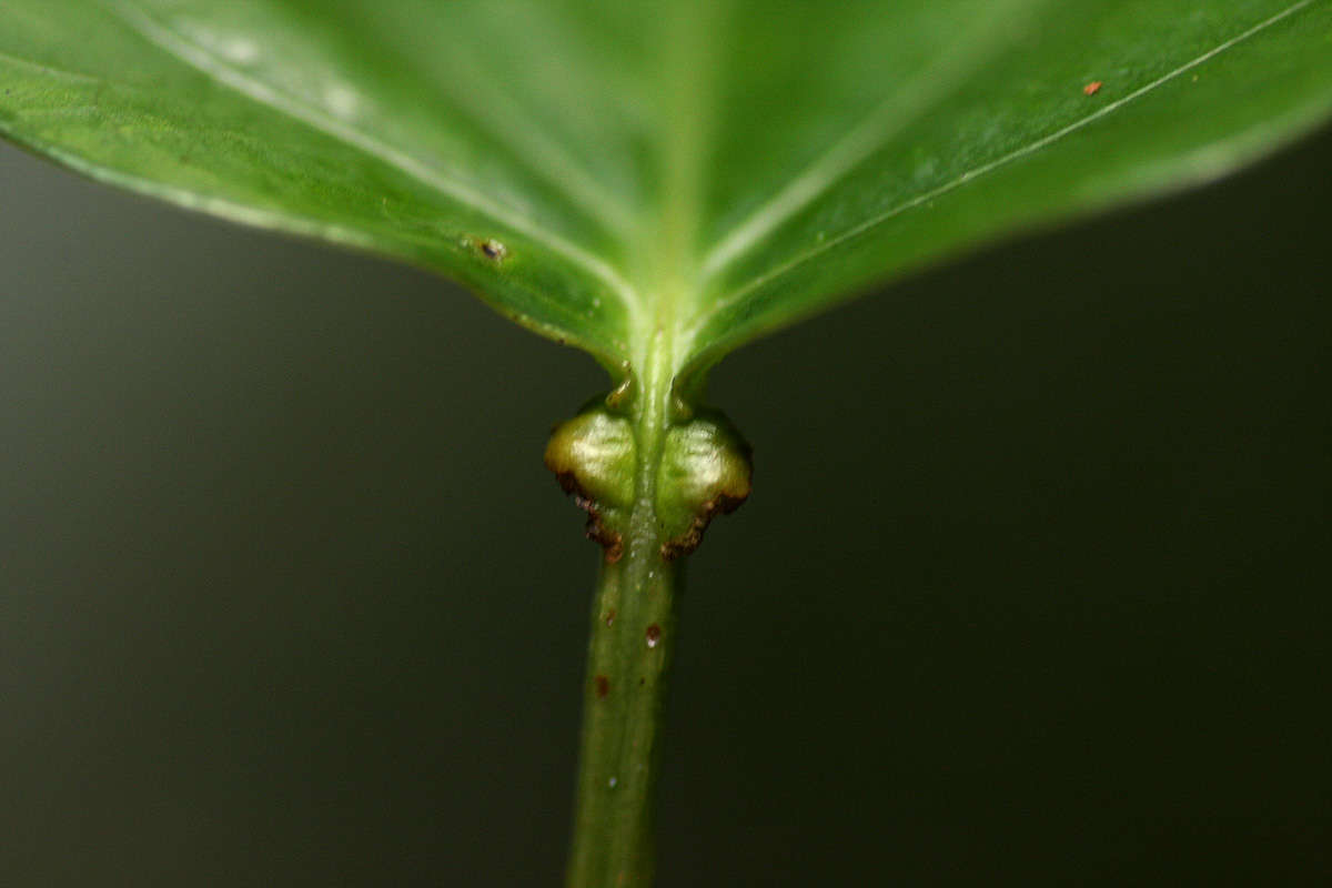 Image of Adenia lobata (Jacq.) Engl.