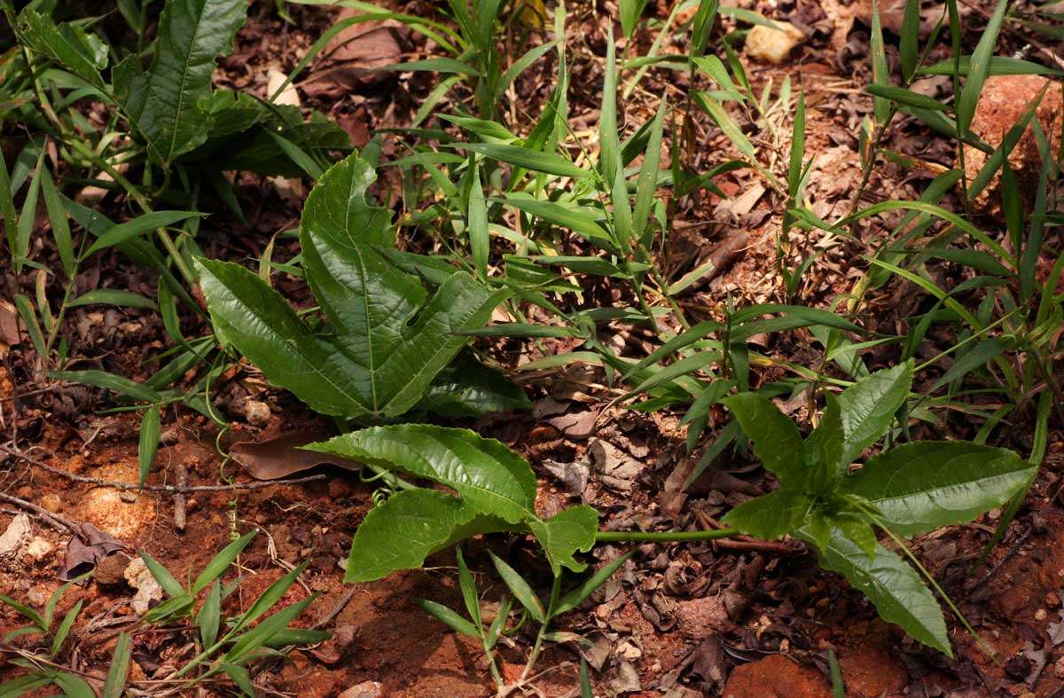 Image of passionflower