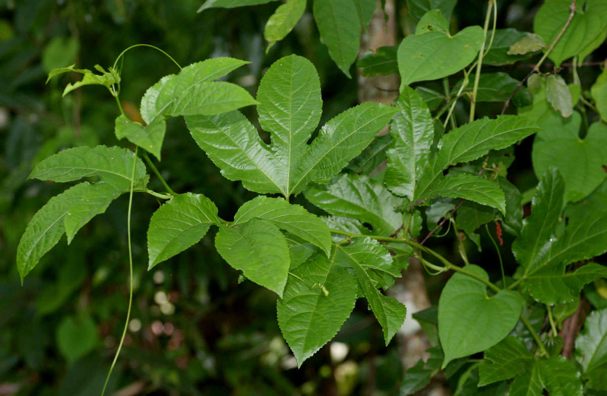 Image of passionflower