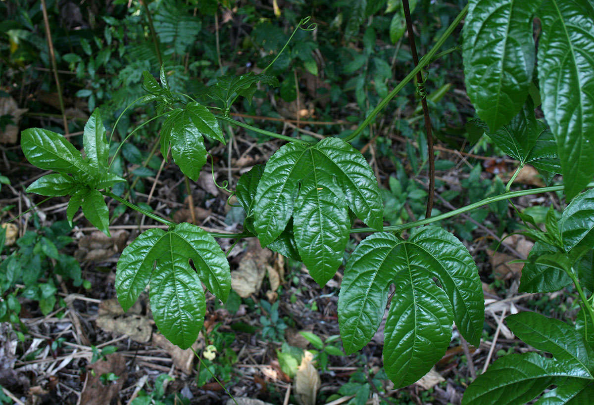 Image of passionflower