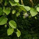 Imagem de Passiflora ligularis A. Juss.